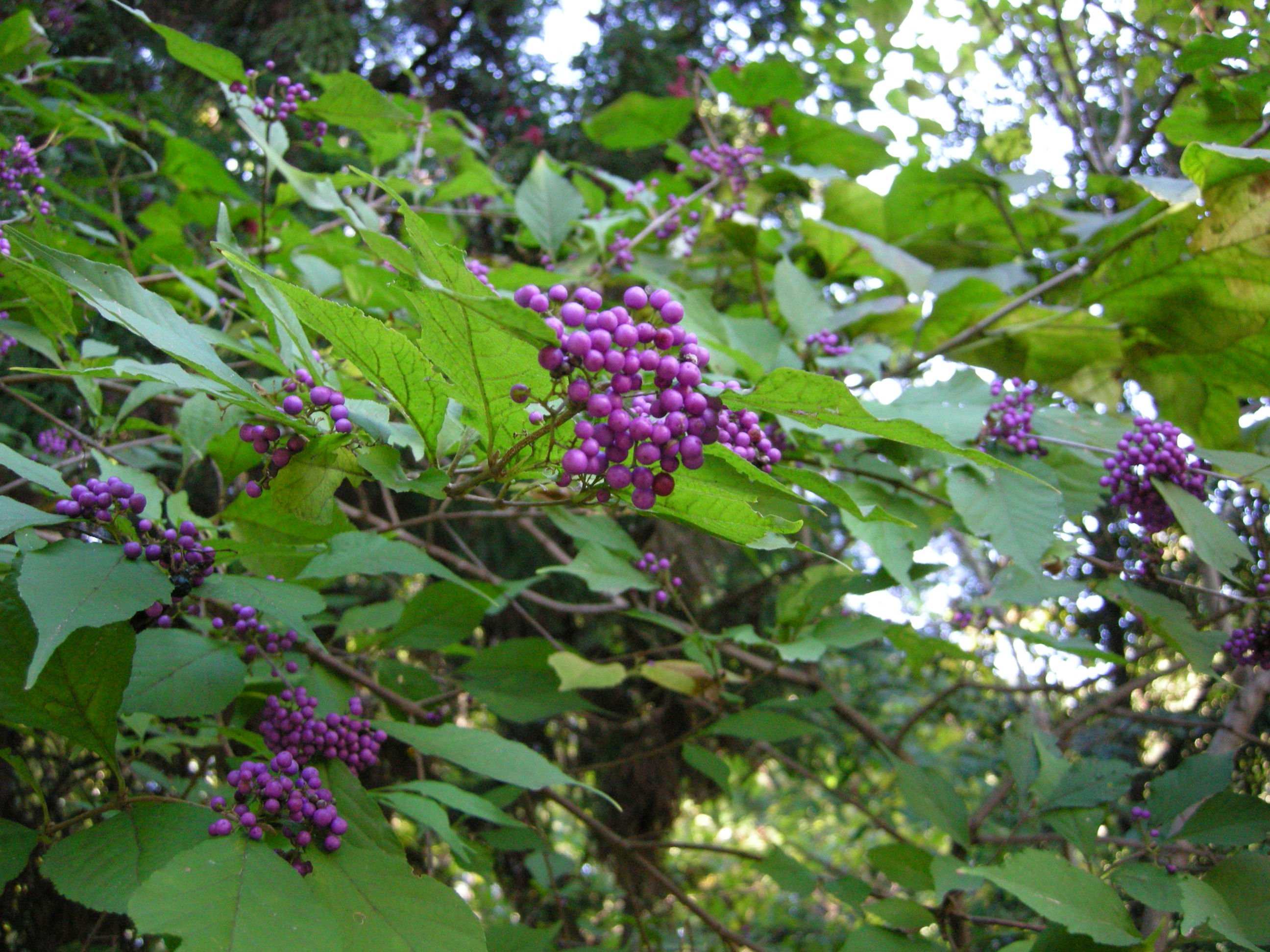 森の植物の歳時記》⑭ 【ムラサキシキブ（紫式部）】｜公益財団法人